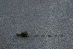A snail leaving a trail on cement