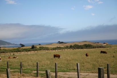 Lucky Cows at Big Sur with a Pacific Ocean View